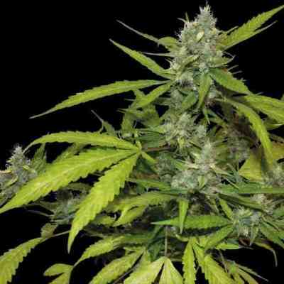 Sweet Tooth Auto > Barney\'s Farm | Autoflowering Hanfsamen  |  Indica